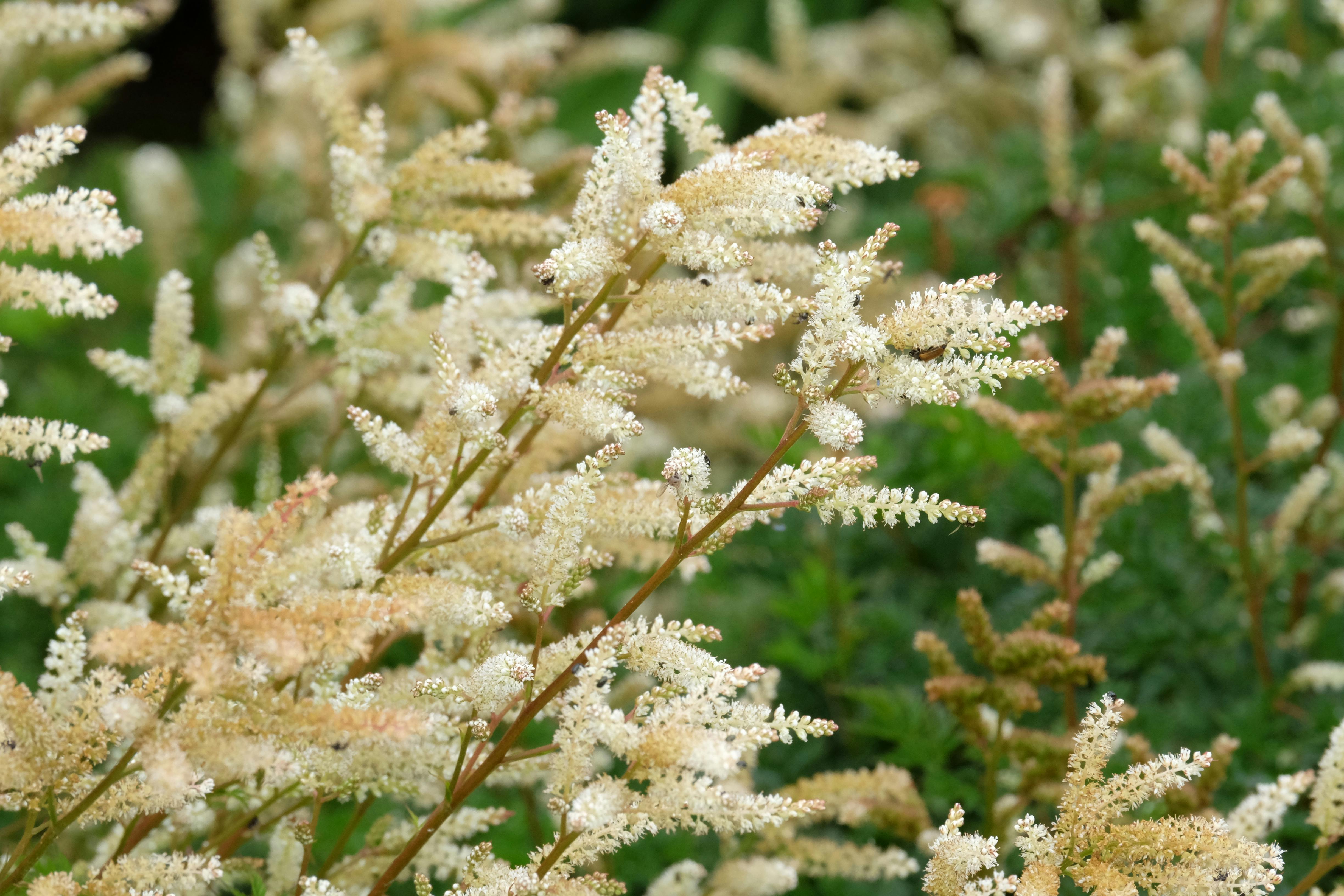 Beautiful perennial garden thriving in a northern climate like Quebec