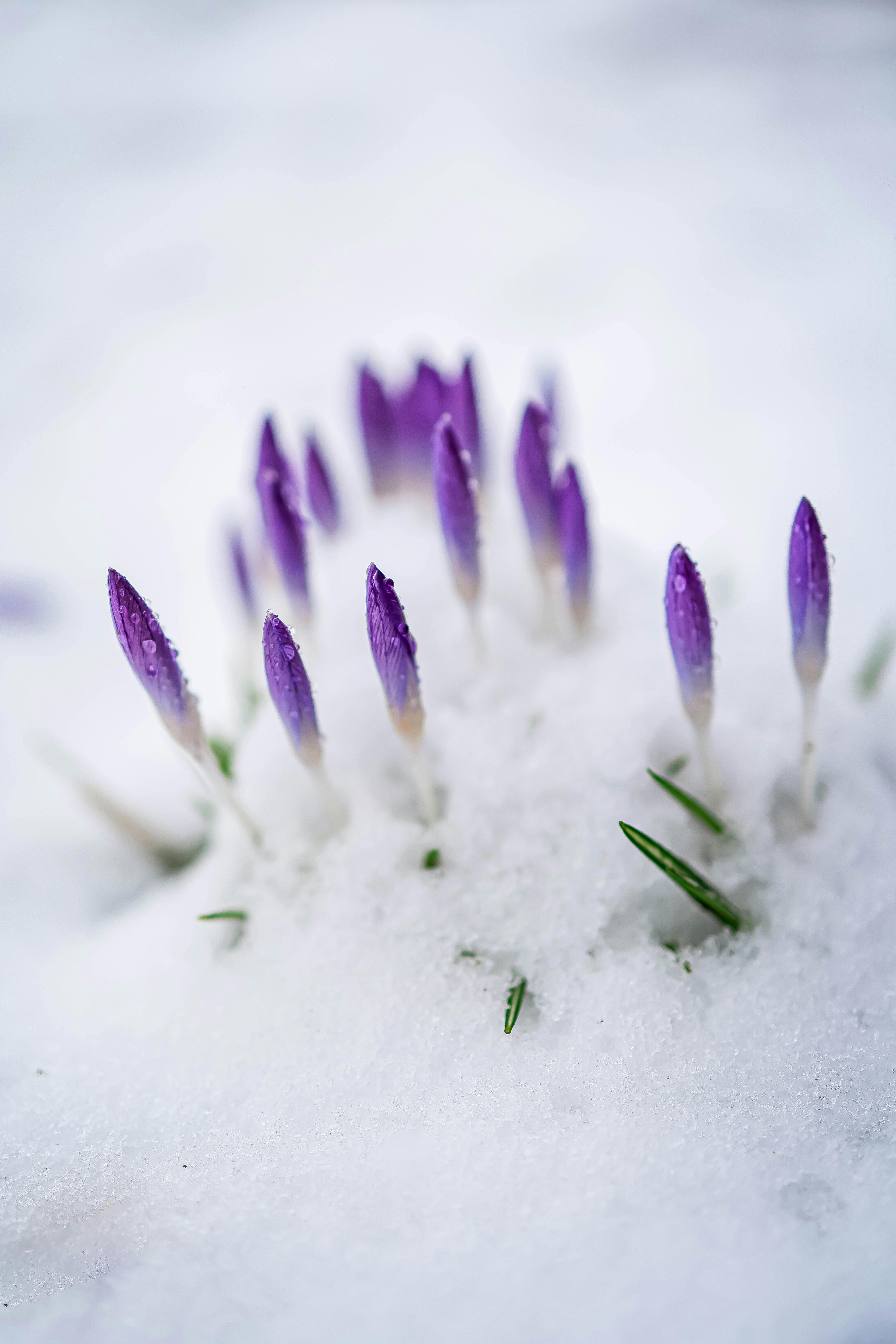 Gardener amending soil with compost and planting a perennial in spring
