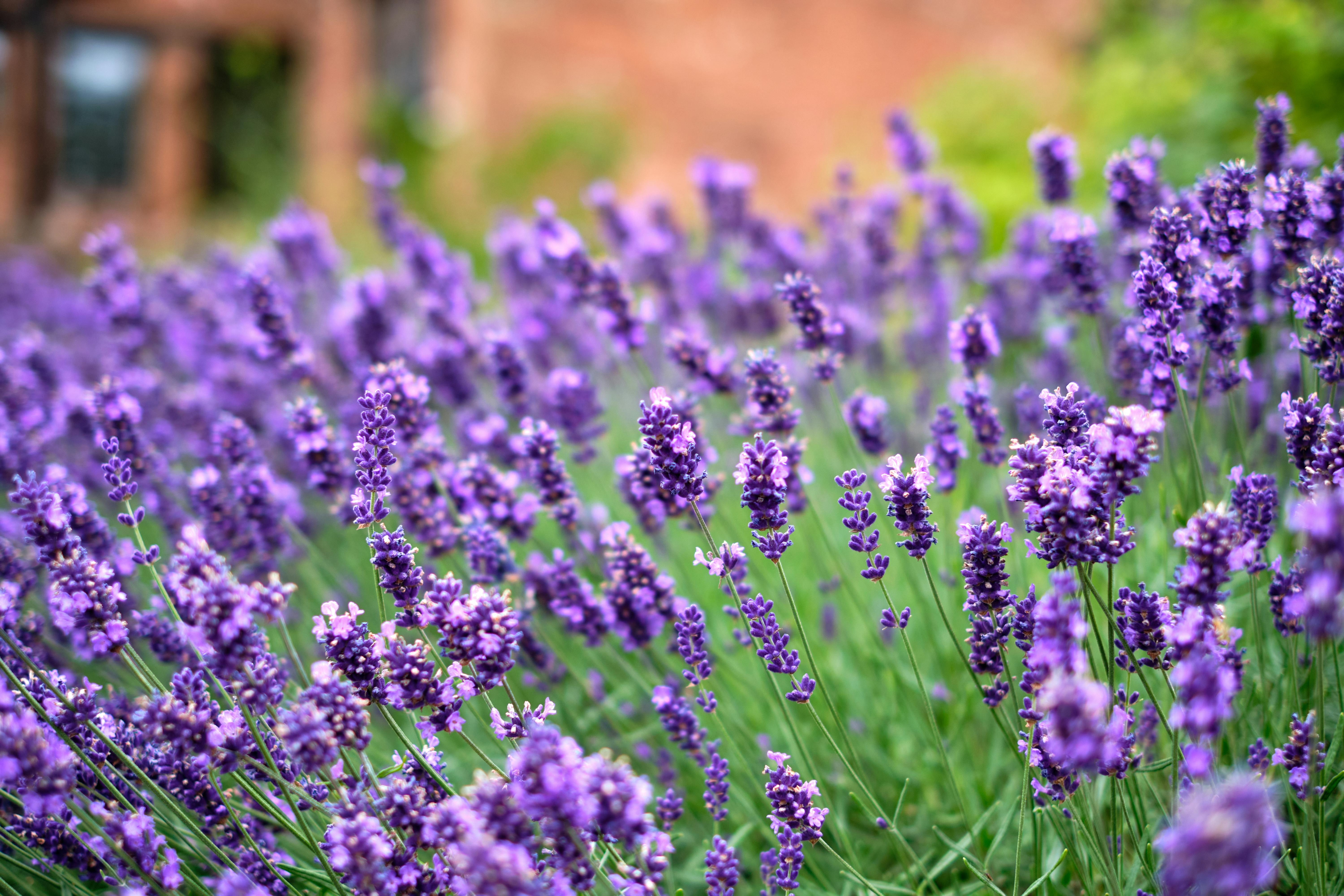 Established perennial garden flourishing year after year
