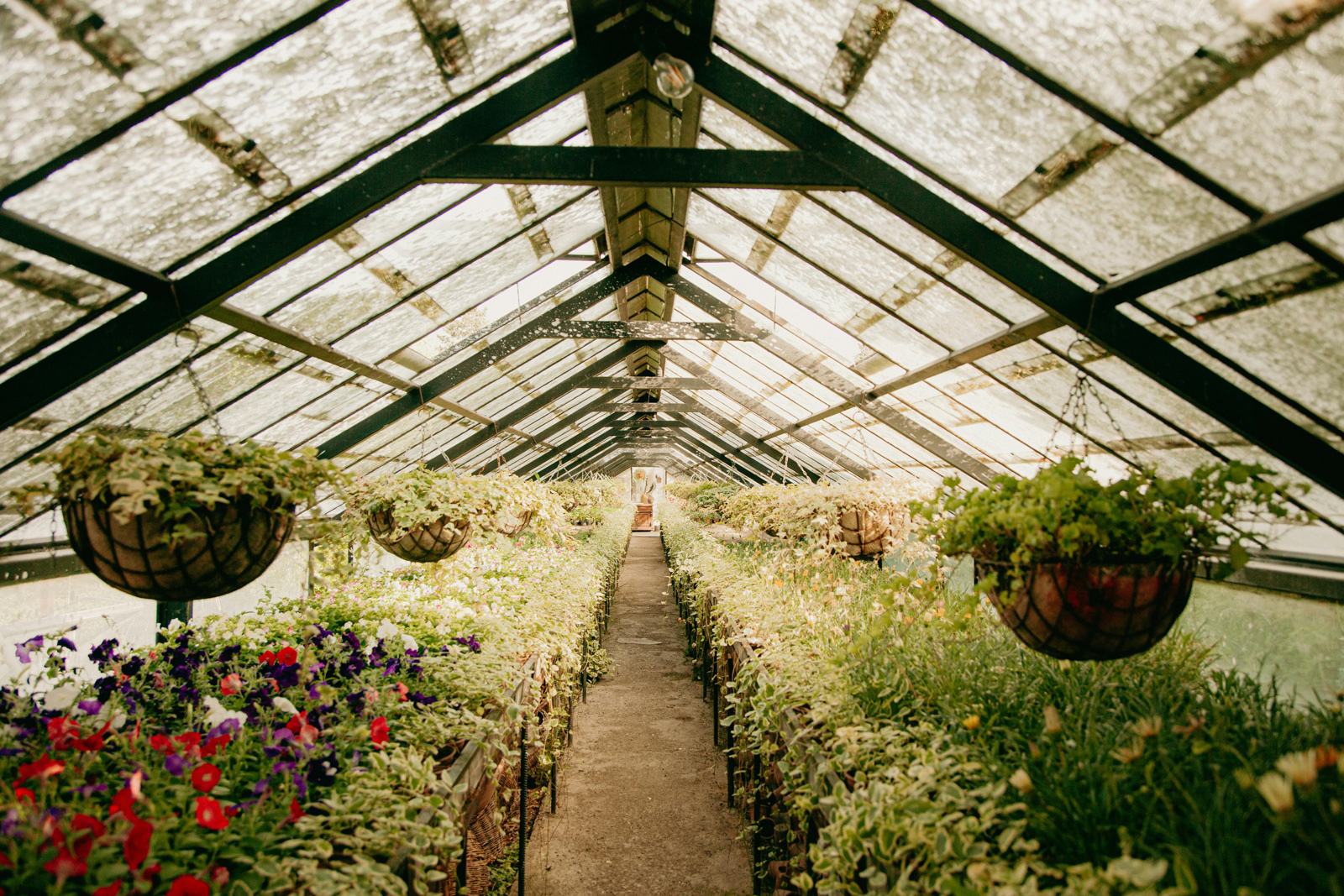 Aisle in a nursery filled with diverse, healthy plants suited for Quebec climate