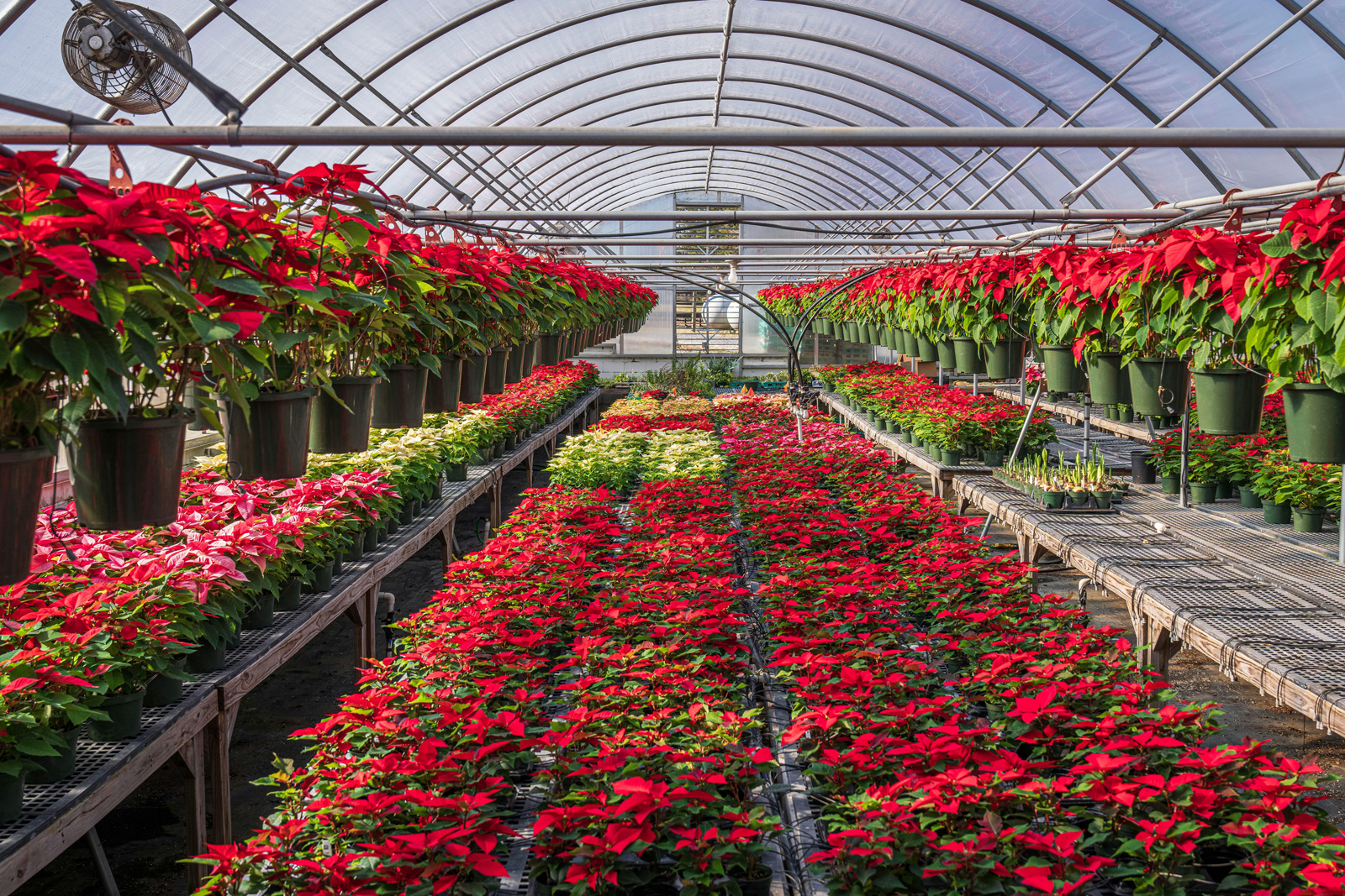 Close-up of healthy, vibrant plants ready for sale at a nursery