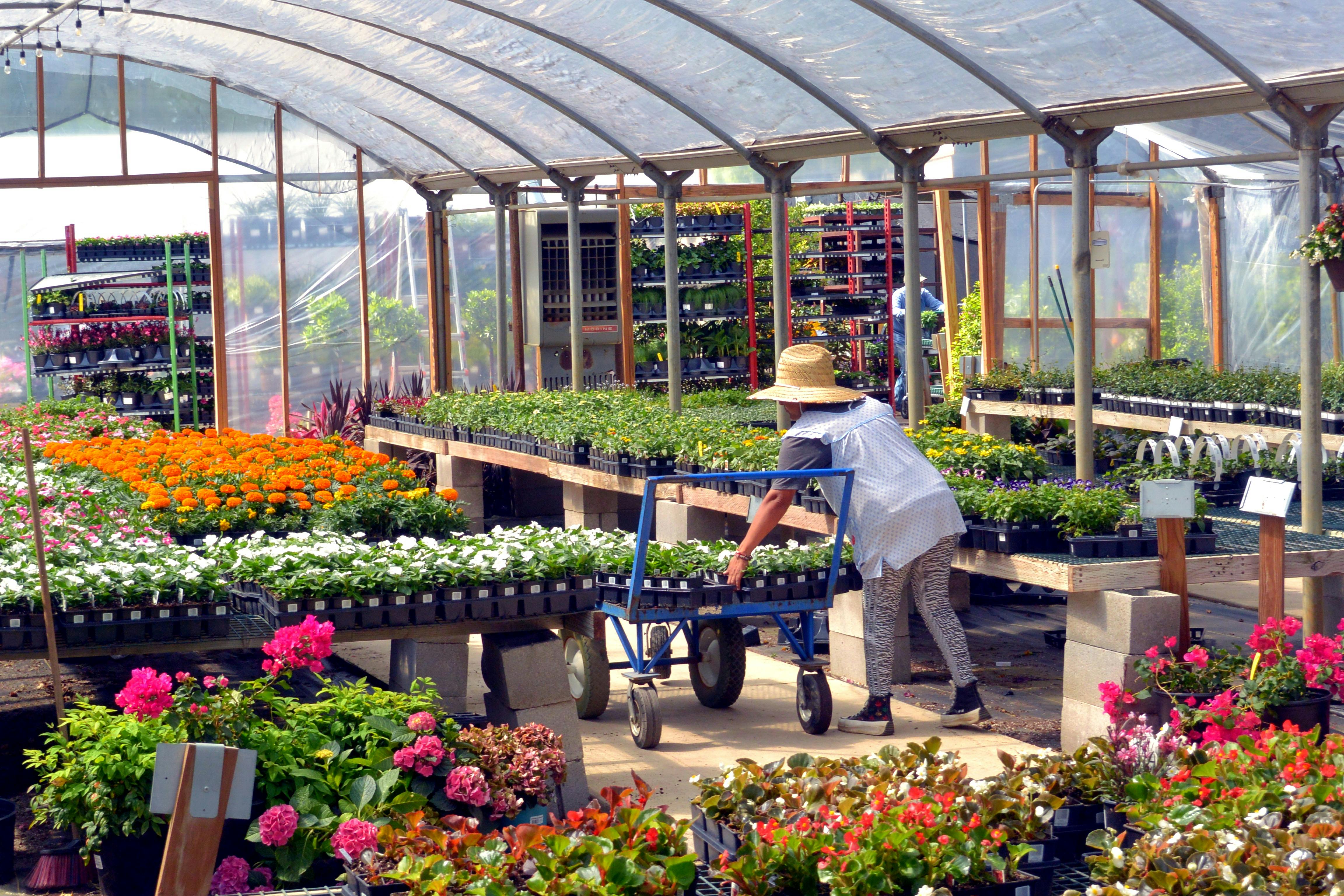 Display of colourful spring annuals or autumn mums at a garden centre
