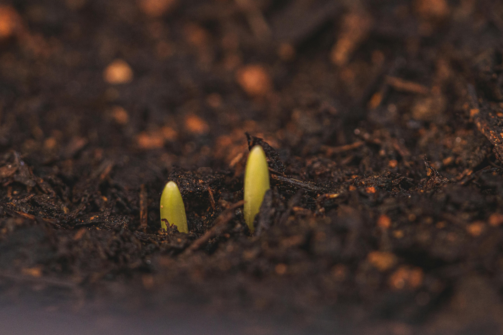 Seed packet with 'Certified Organic' and 'Untreated' labels