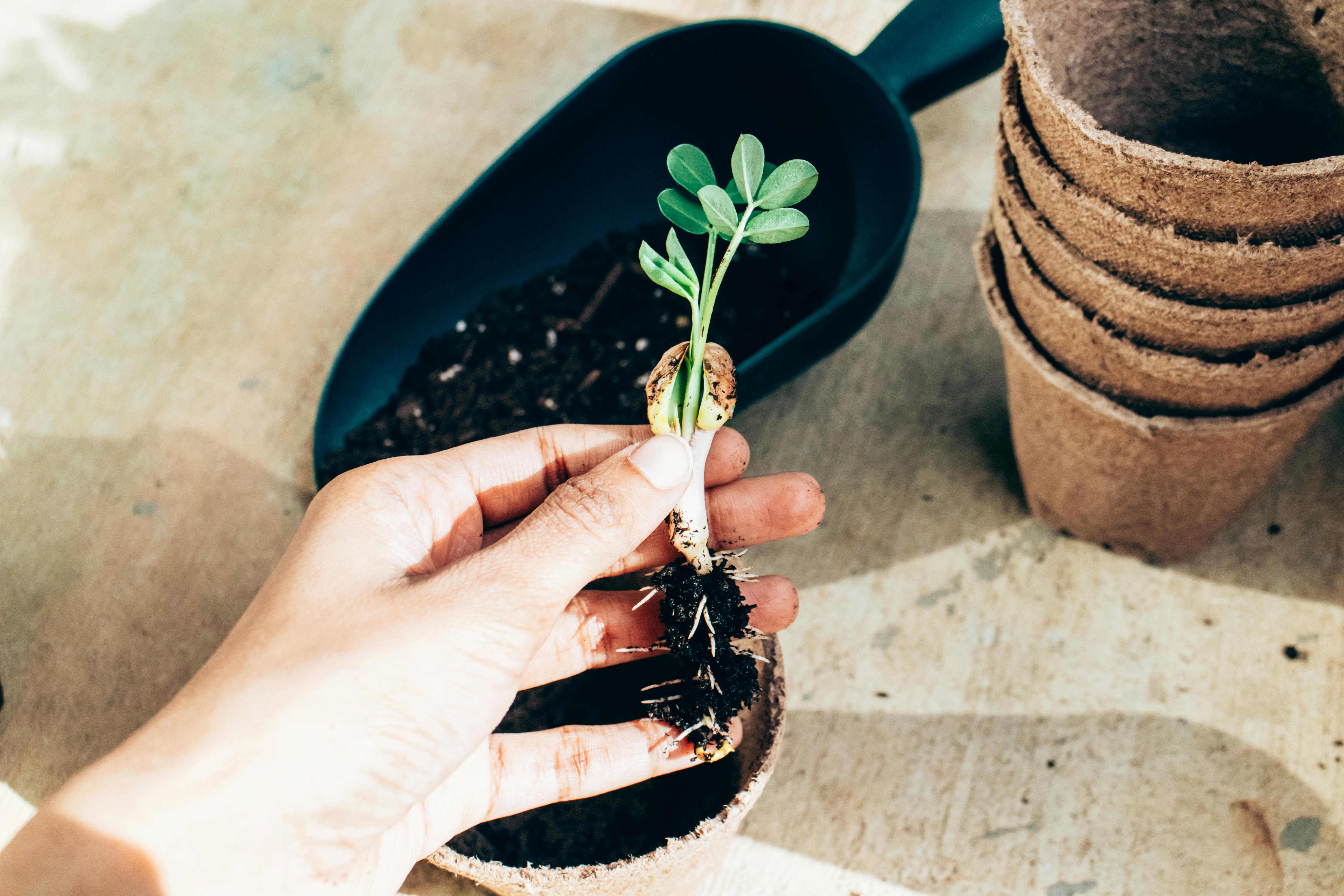 Icon of a sprouting seed representing potential and heritage