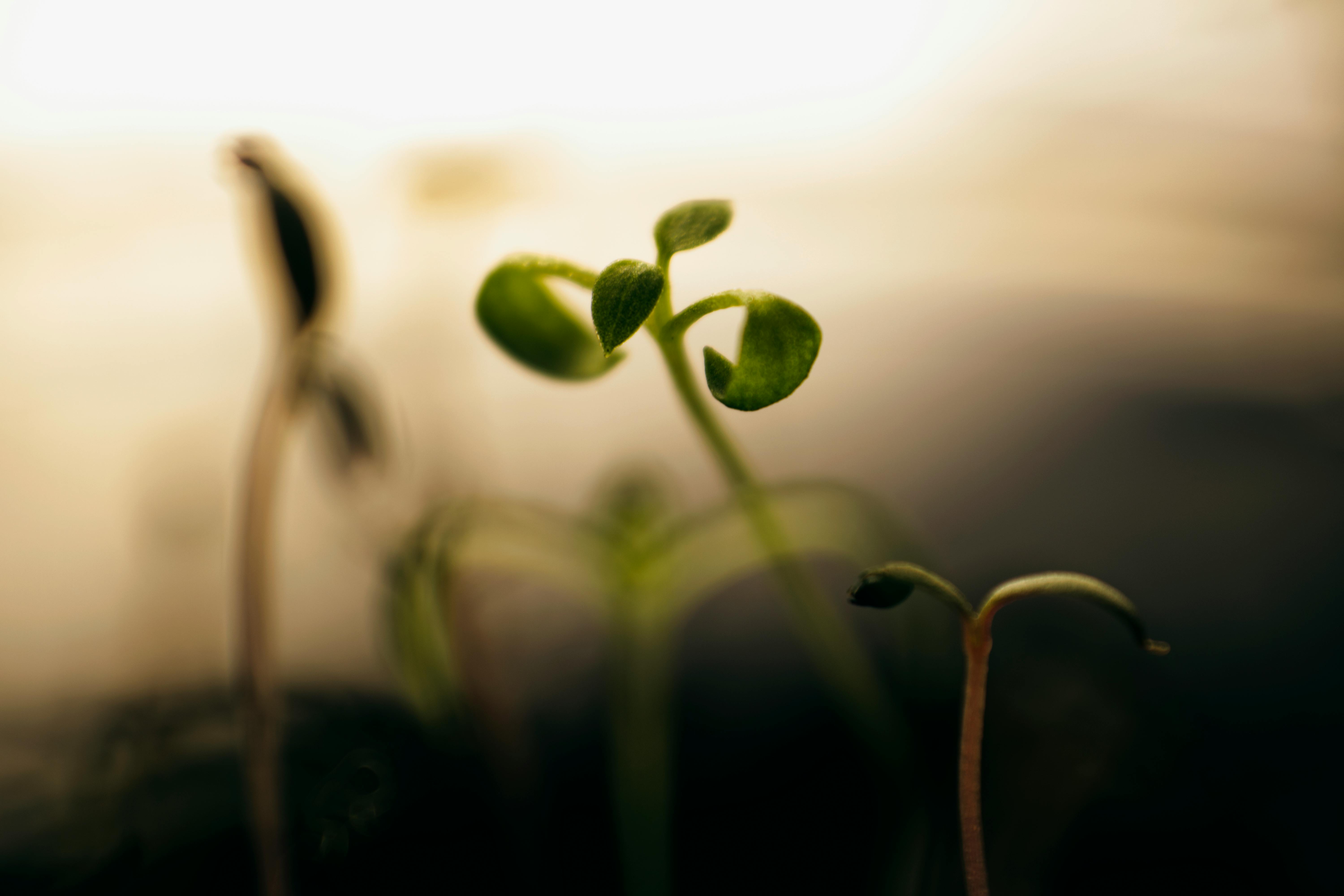 Germination test showing seeds sprouting successfully